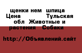 щенки нем. шпица › Цена ­ 20 000 - Тульская обл. Животные и растения » Собаки   